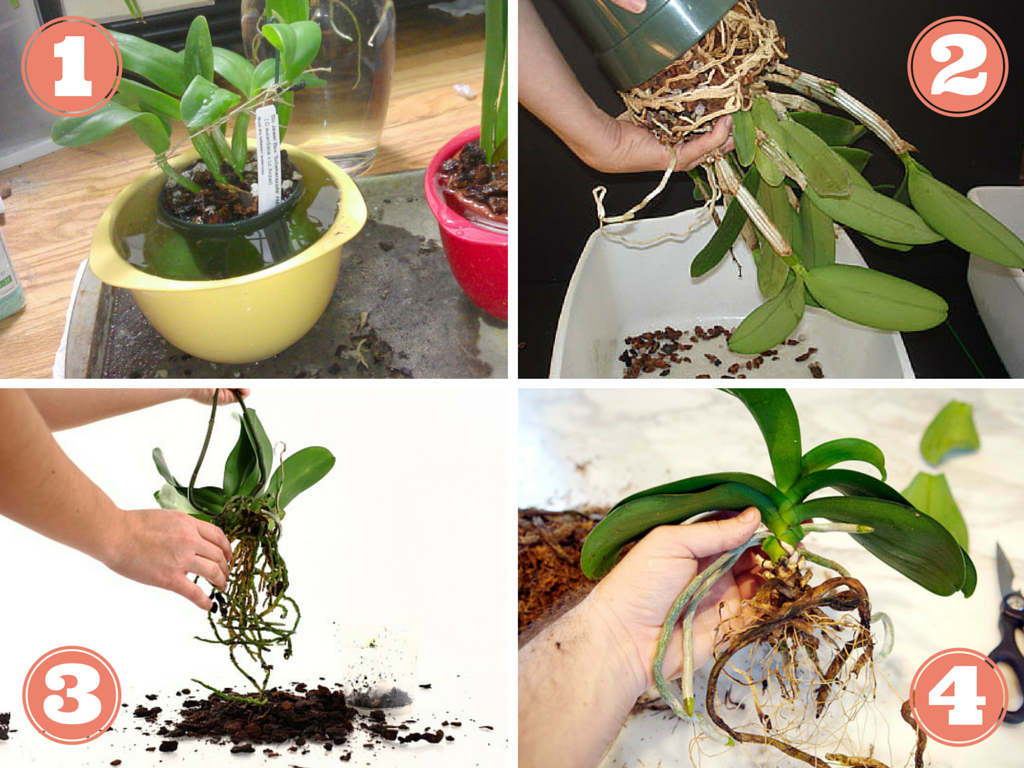 Substrat pour orchidée - Entretien Orchidée