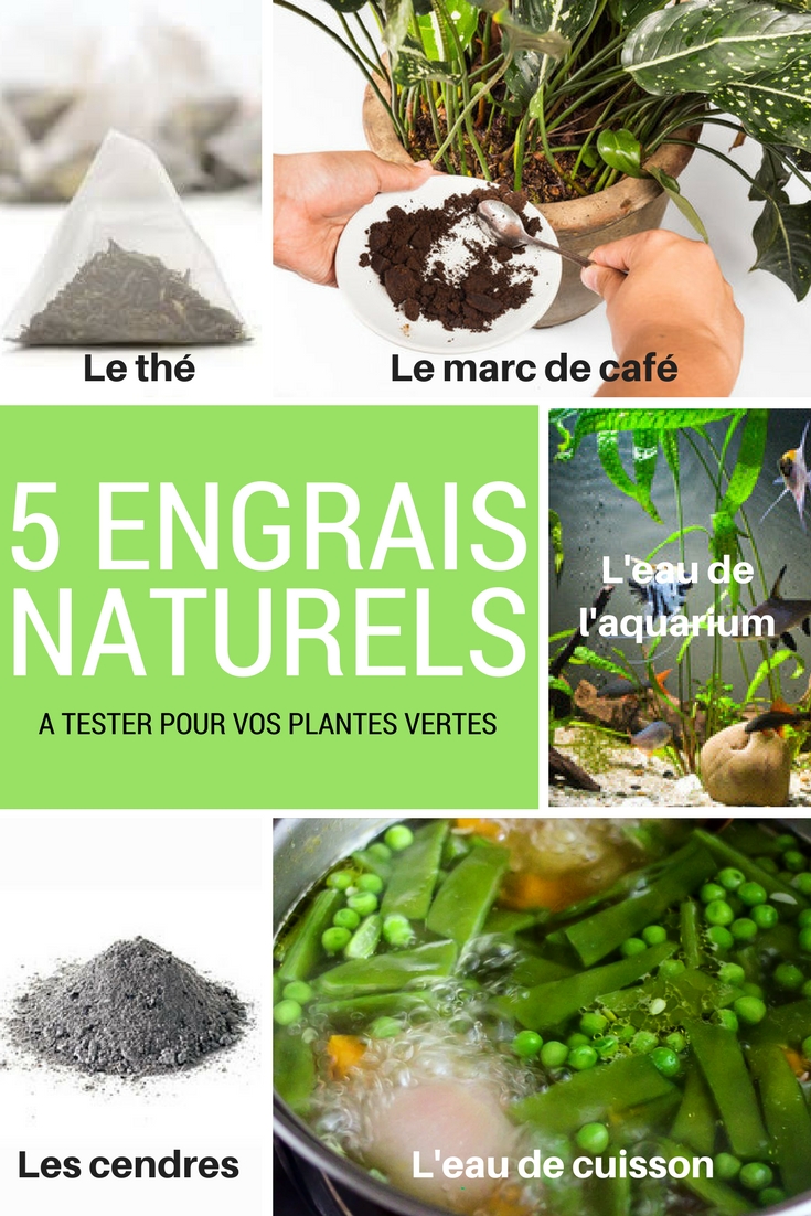 Engrais naturel pour plantes vertes : nos 5 astuces